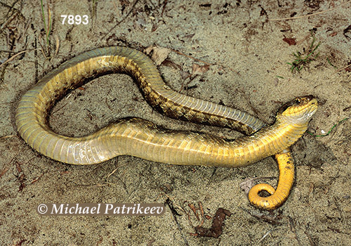 Eastern Hognose Snake (Heterodon platirhinos)